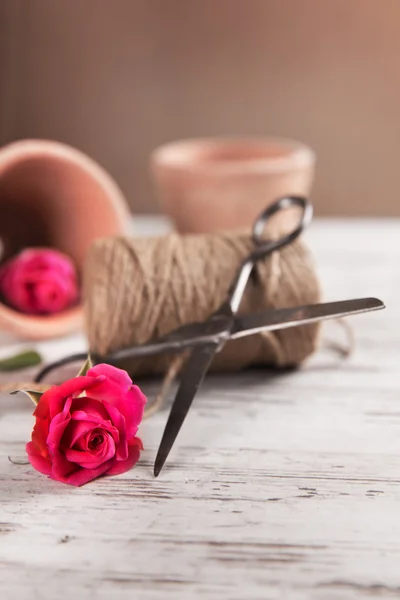 Pink roses with flower pot, rope and scissors — Stock Photo, Image