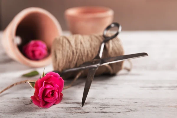 Pink roses with flower pot, rope and scissors — Stock Photo, Image