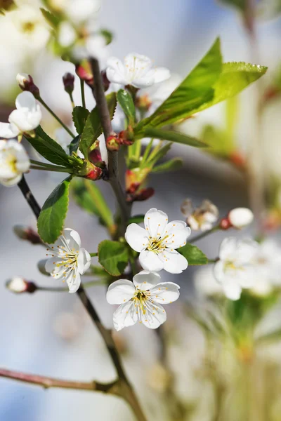 Perfetto albero di ciliegio primaverile in giardino — Foto Stock