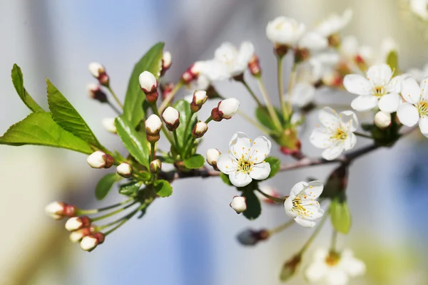 Perfetto albero di ciliegio primaverile in giardino — Foto Stock