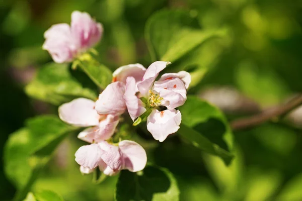 Orchard apple blossom tree