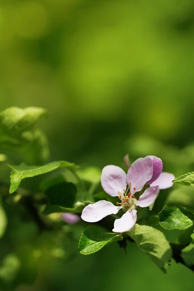 Frutteto albero di melo — Foto Stock