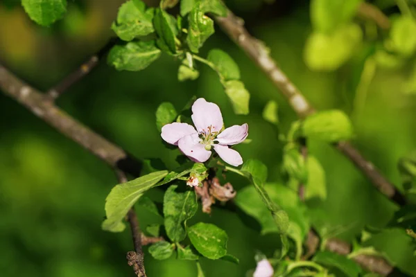 Frutteto albero di melo — Foto Stock