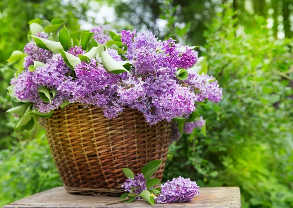 Tuore violetti lila kukka kukkakimppu puuta — kuvapankkivalokuva