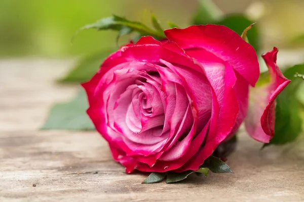 Perfect pink rose flower on wood outdoors — Stock Photo, Image