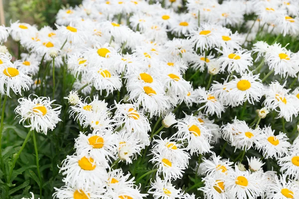 Blanc fou oeil de boeuf fond marguerite — Photo