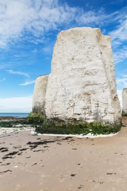 Popüler botanik Bay La Manche İngilizce kanal coast, Kent, Englan