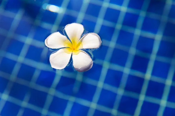 Flor tropical plumeria frangipani piscina —  Fotos de Stock