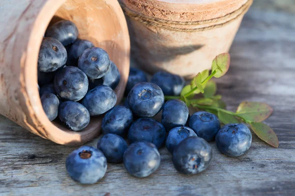 Verse rijpe bosbessen gewas in tuin — Stockfoto