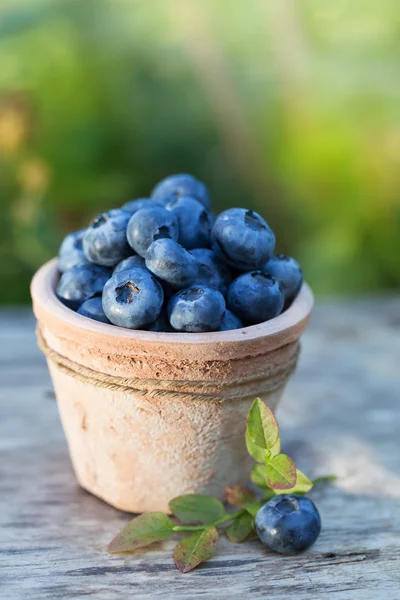 Verse rijpe bosbessen gewas in tuin — Stockfoto