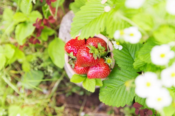 Färska mogna jordgubbar gröda i trädgården — Stockfoto