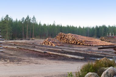 Yeni evler inşa için ormansızlaşma ormanlar