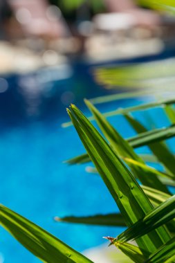 Su yüzey arka plan palm ile terk