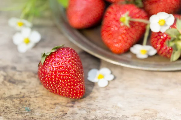 Färska mogna söta jordgubbar gröda i trädgården — Stockfoto