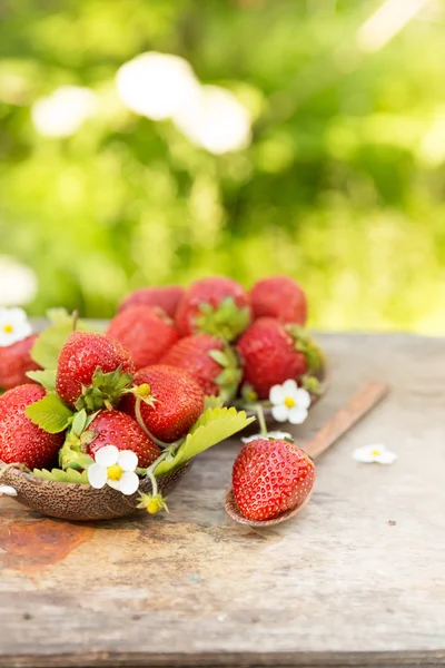 Färska mogna söta jordgubbar gröda i trädgården — Stockfoto