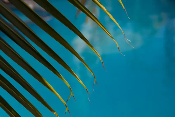 Water surface background with palm leave — Stock Photo, Image