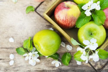 Güneşli Bahçe çiçeklerle taze kırmızı ve yeşil elma