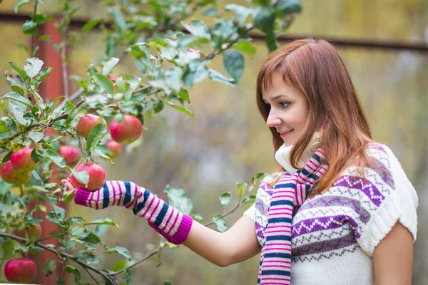 Pretty woman with autumn apple crop near tree — Stock Photo, Image