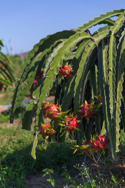 Плантация Dragon fruit или Pitaya Pitahaya в Таиланде Hylocer — стоковое фото