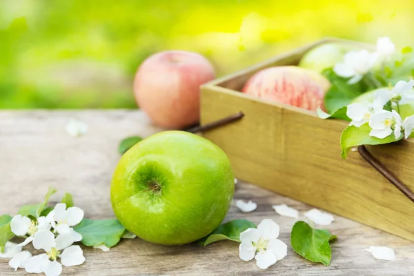Čerstvá jablka červená a zelená s květy ve slunné zahradě — Stock fotografie