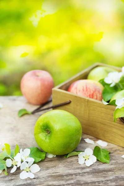 Čerstvá jablka červená a zelená s květy ve slunné zahradě — Stock fotografie