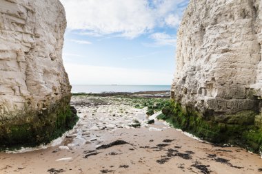 Beyaz kayalıklar botanik Bay La Manche İngilizce popüler sahil kanal,