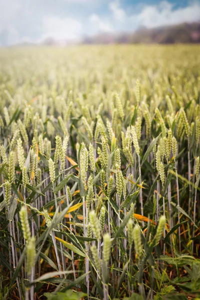 Groene lente granen, tarwe oren op gebied van rogge — Stockfoto