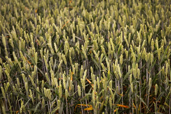 Green spring grains, wheat ears on field of rye — Stock Photo, Image
