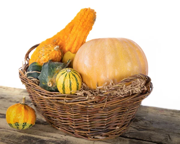 Pumpkin crop autumn — Stock Photo, Image