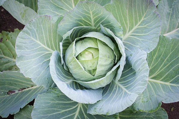 Cabbage in the garden — Stock Photo, Image