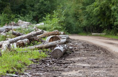 Ormanların tahrip edilmesi