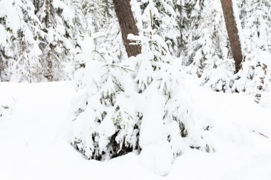 Rus kış orman karda