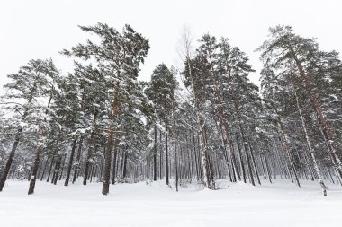 Rus kış orman karda