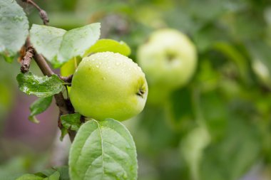 Yeşil elma bahçesinde dal