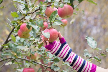 Taze elma ürün açık havada