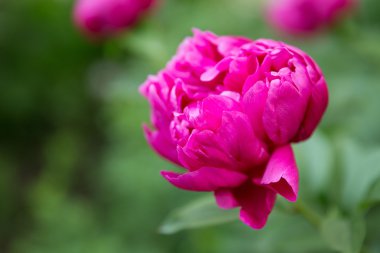 Şakayık çiçeği açık havada