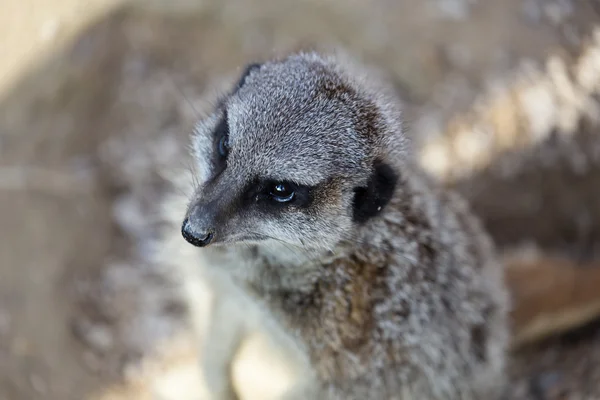 Mangosta de suricatas observando — Foto de Stock