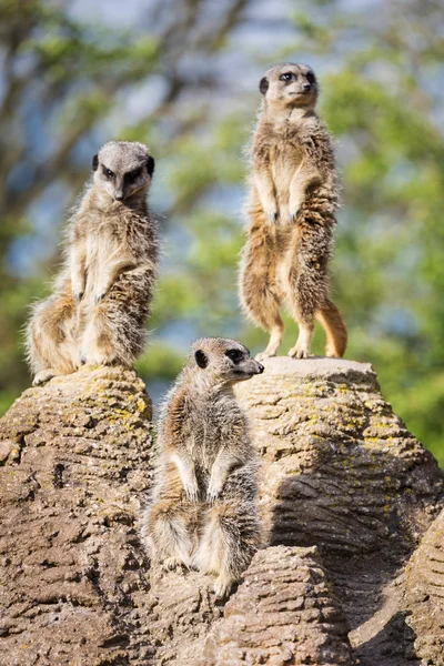 Meerkats mongoose observing — Stock Photo, Image