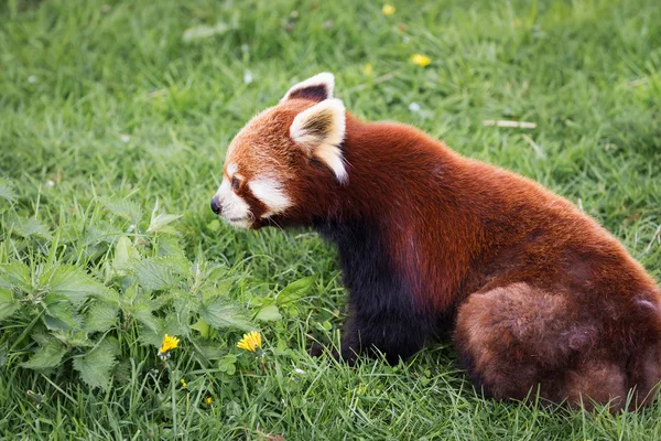 红熊猫 — 图库照片