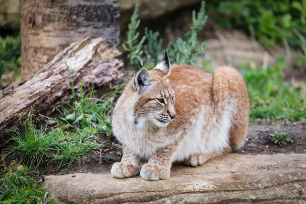 优雅的猞猁 — 图库照片