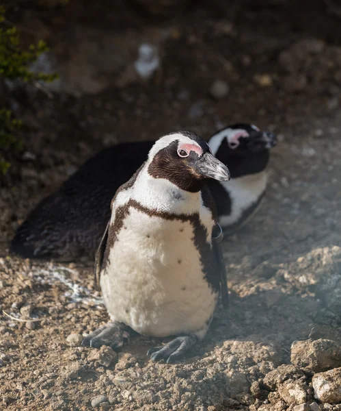 Lustige Pinguine — Stockfoto