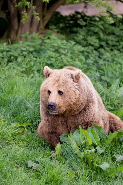 Медведь в вечернем свете — стоковое фото
