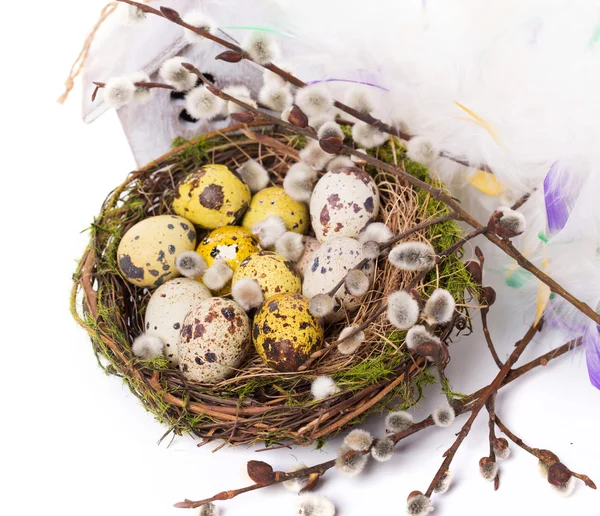 Pasen eieren in het nest met narcissus — Stockfoto