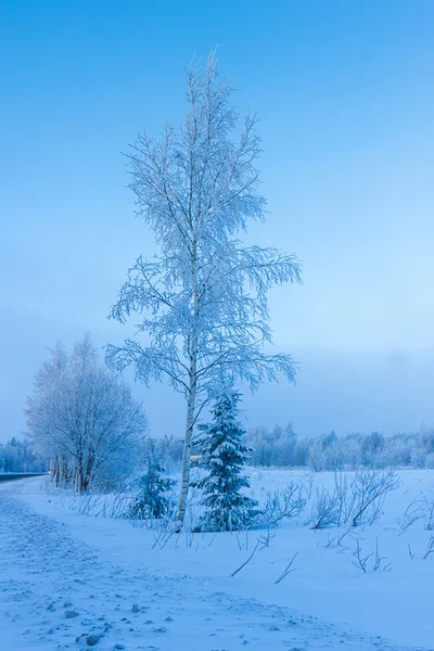 Bosque de invierno ruso en nieve —  Fotos de Stock