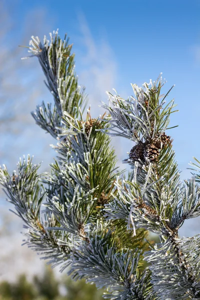 Russische winter — Stockfoto