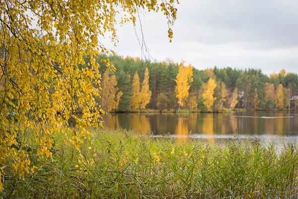 Hösten hösten sjö i skogen — Stockfoto