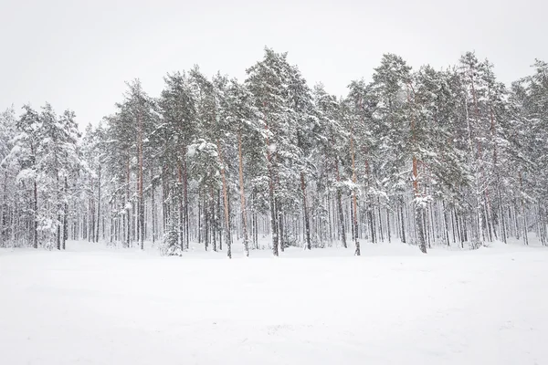 Floresta de inverno russa na neve — Fotografia de Stock