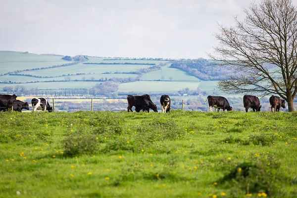 Vacas en una colina — Foto de Stock