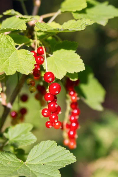 Corriente roja — Foto de Stock