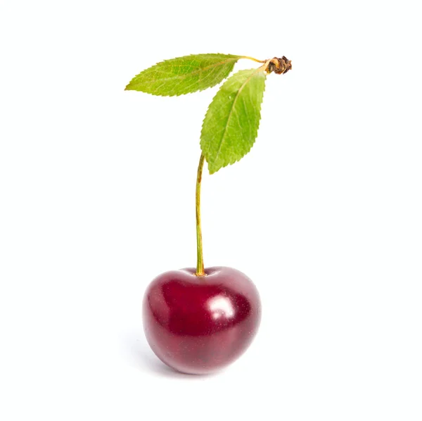 Cherry vers fruit — Stockfoto